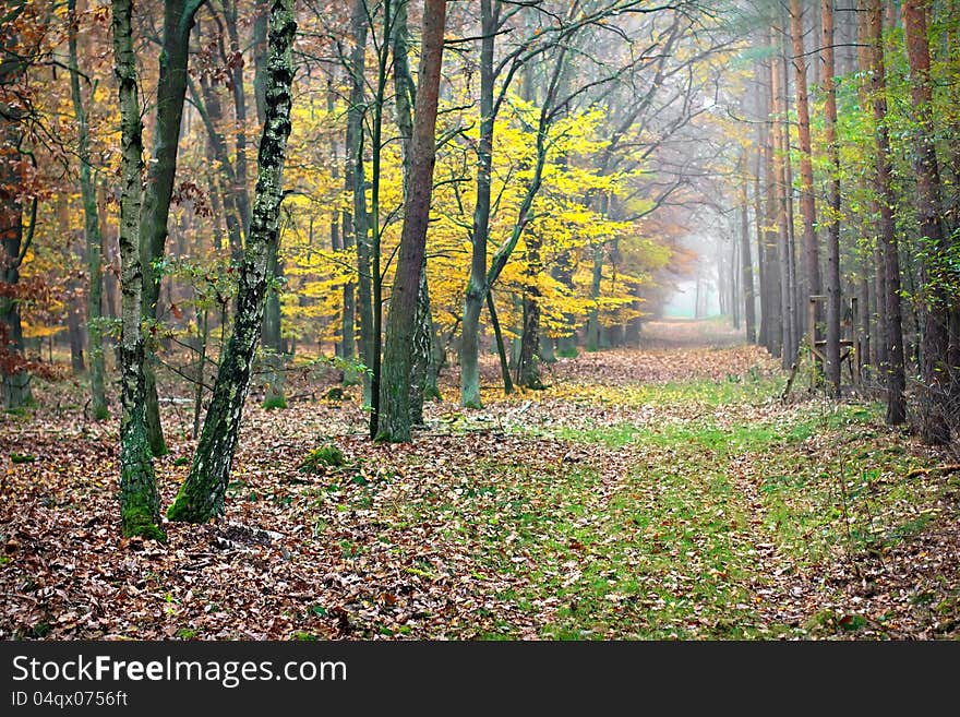 Fall in forest. Misty path