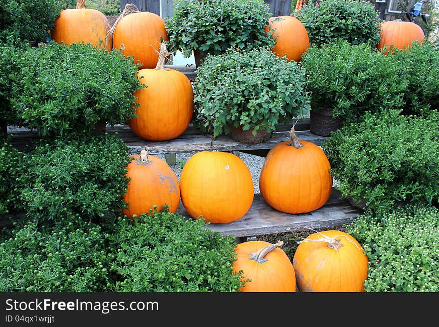 Colorful pumpkins and hardy fall mums sitting on wood benches at the nursery.