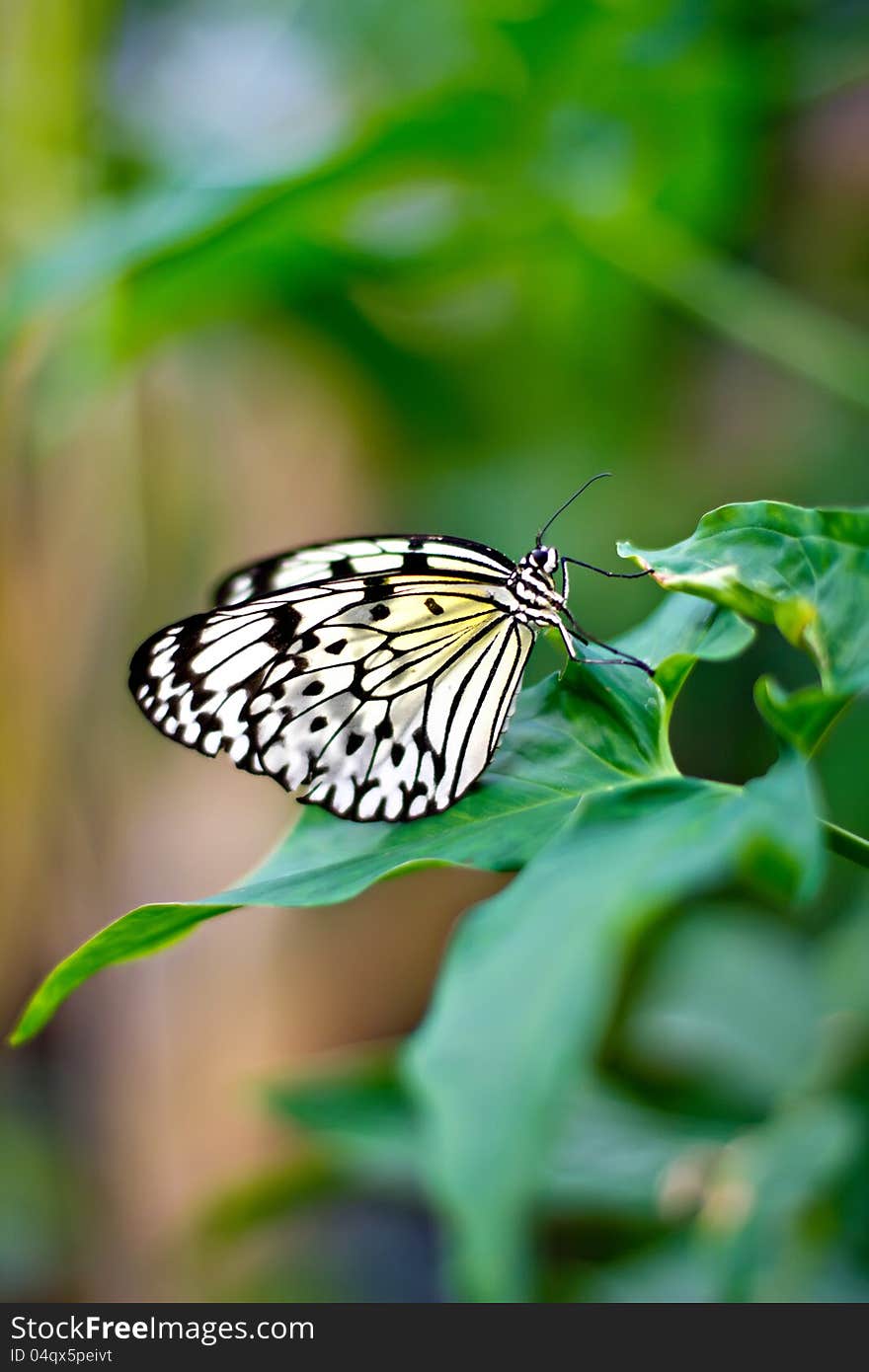 White Butterfly