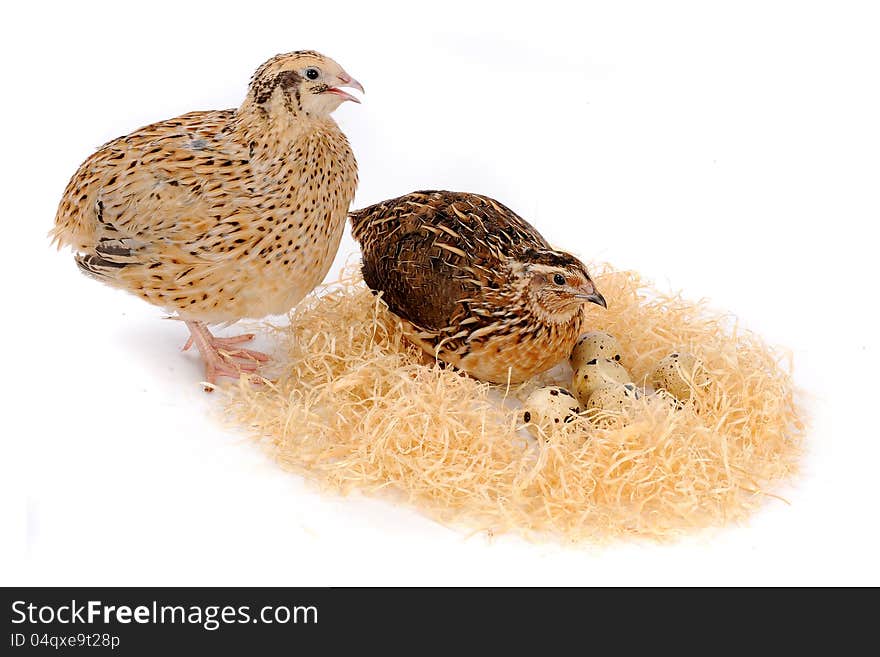 Adult quail isolated on white background