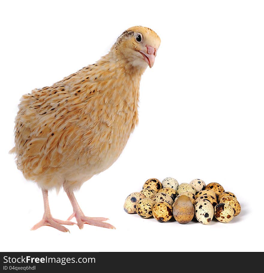 Adult quail isolated on white background