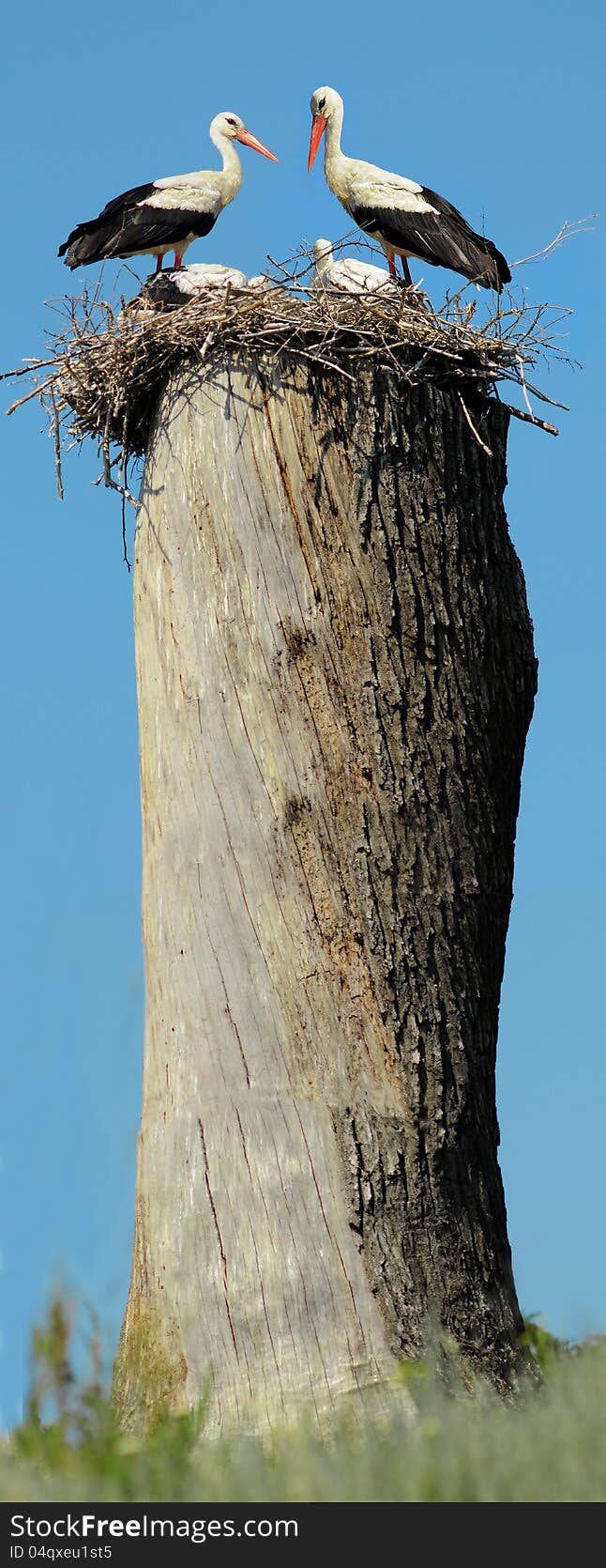 White Stork on nest in spring