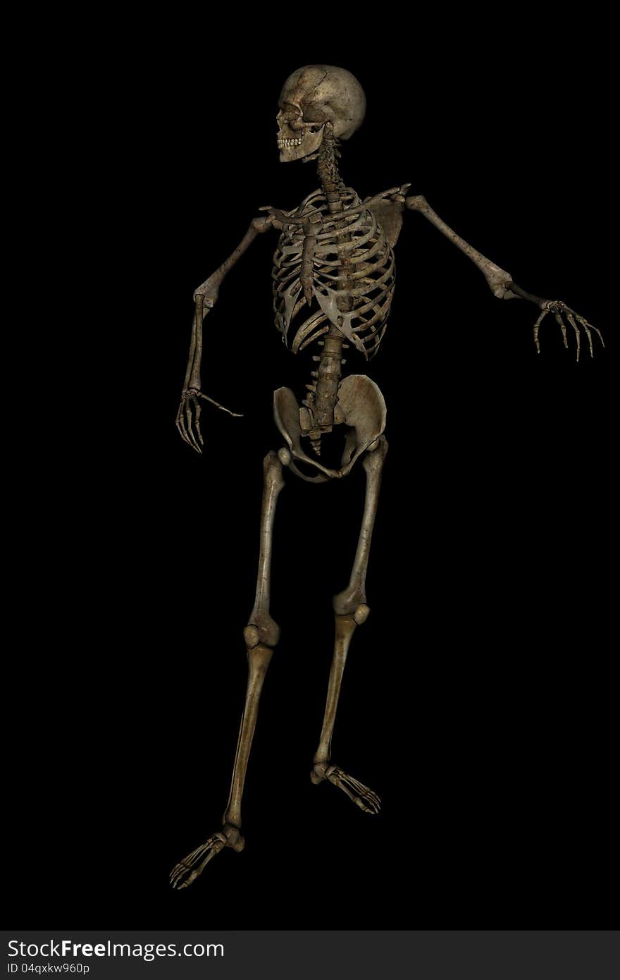 A skeleton in a pose for halloween. A skeleton in a pose for halloween