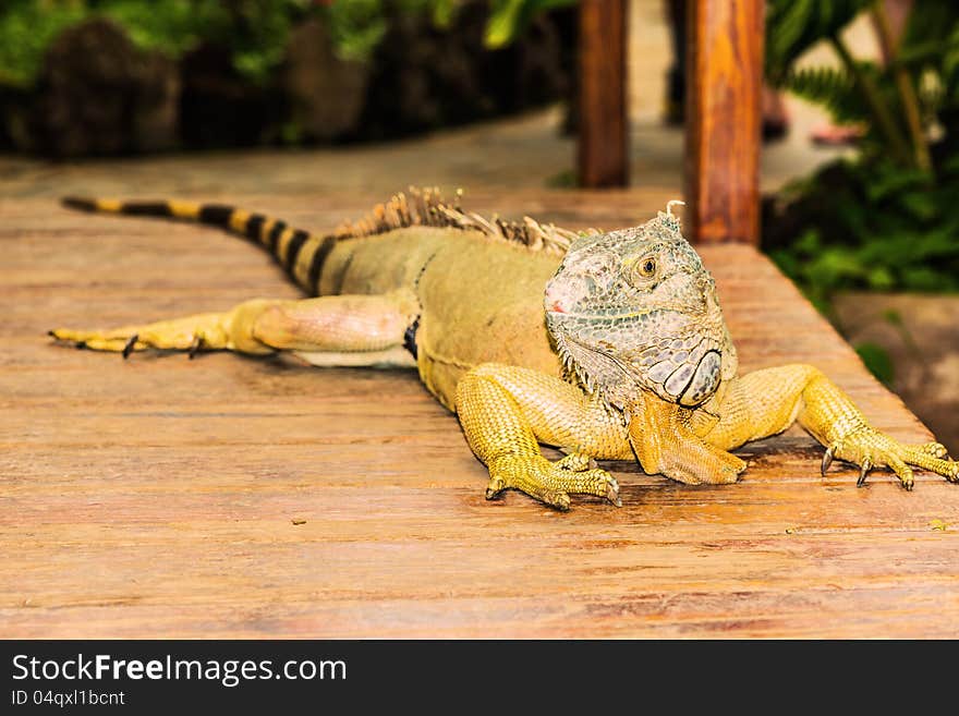 Portrait of an iguana yellow
  high