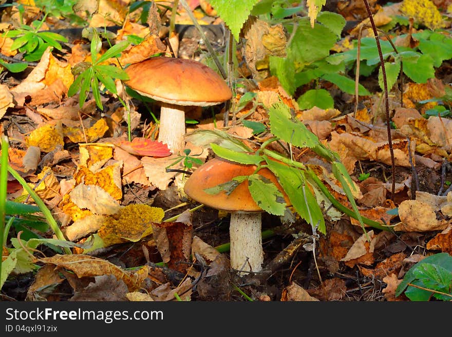 Birch bolete (Leccinum scabrum). Birch bolete (Leccinum scabrum)