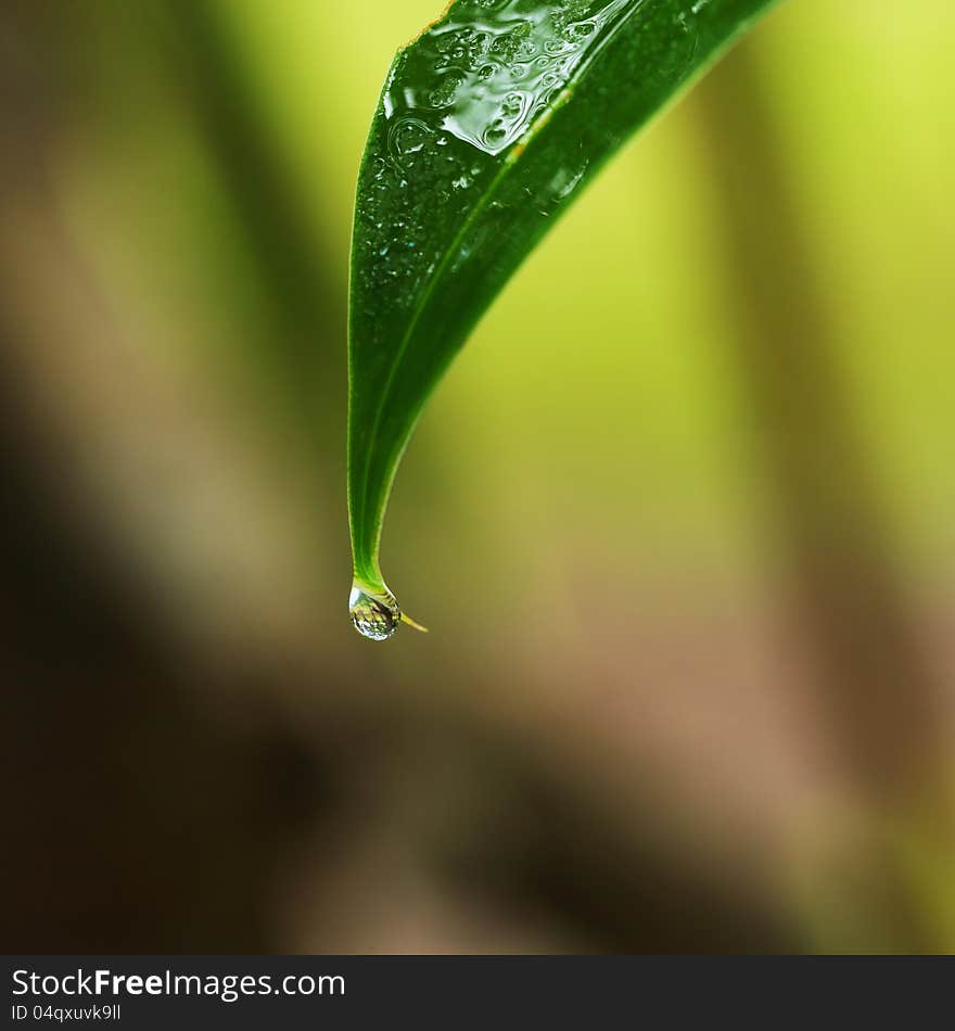 Water drops on the leaves. Water drops on the leaves