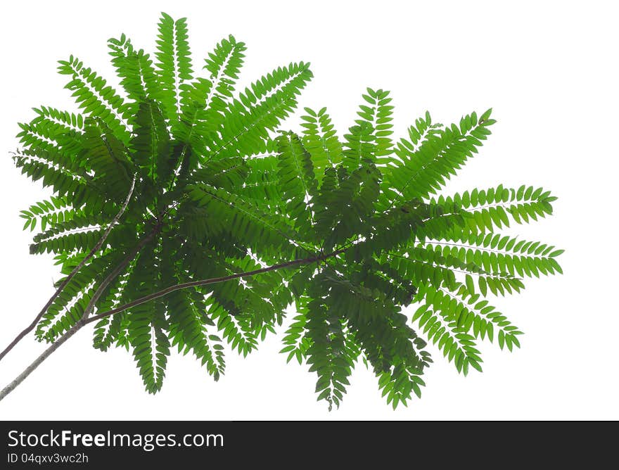 Gooseberry Leaves on a white background. Gooseberry Leaves on a white background