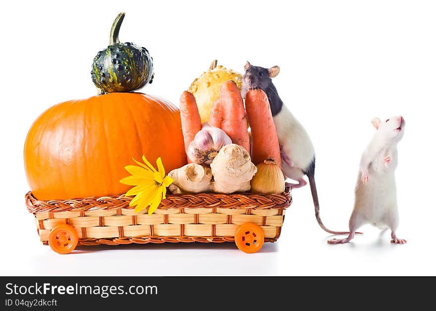 Rat with vegetables . Isolated on white background. Rat with vegetables . Isolated on white background