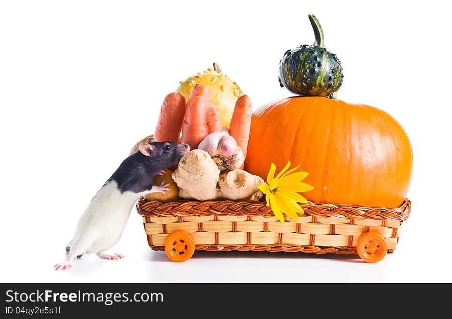 Rat and vegetables for preparation of pumpkin soup . white background. Rat and vegetables for preparation of pumpkin soup . white background