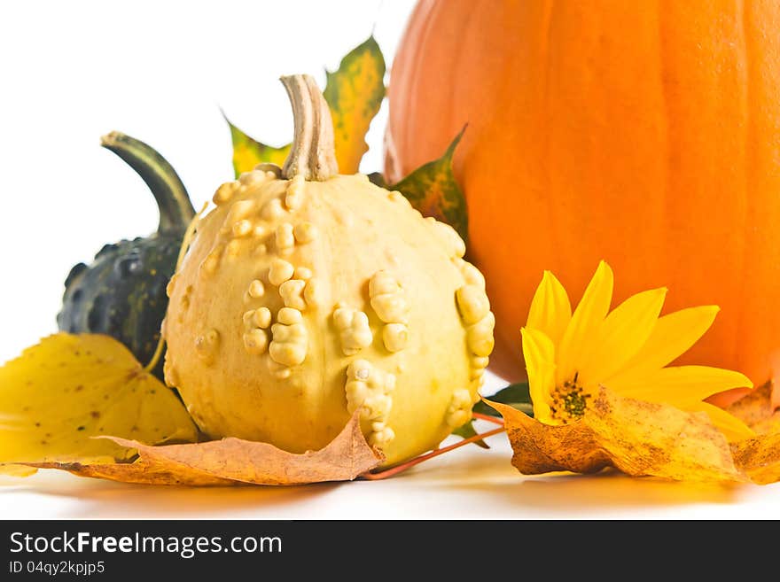 Pumpkins and yellow leaves  on a white background