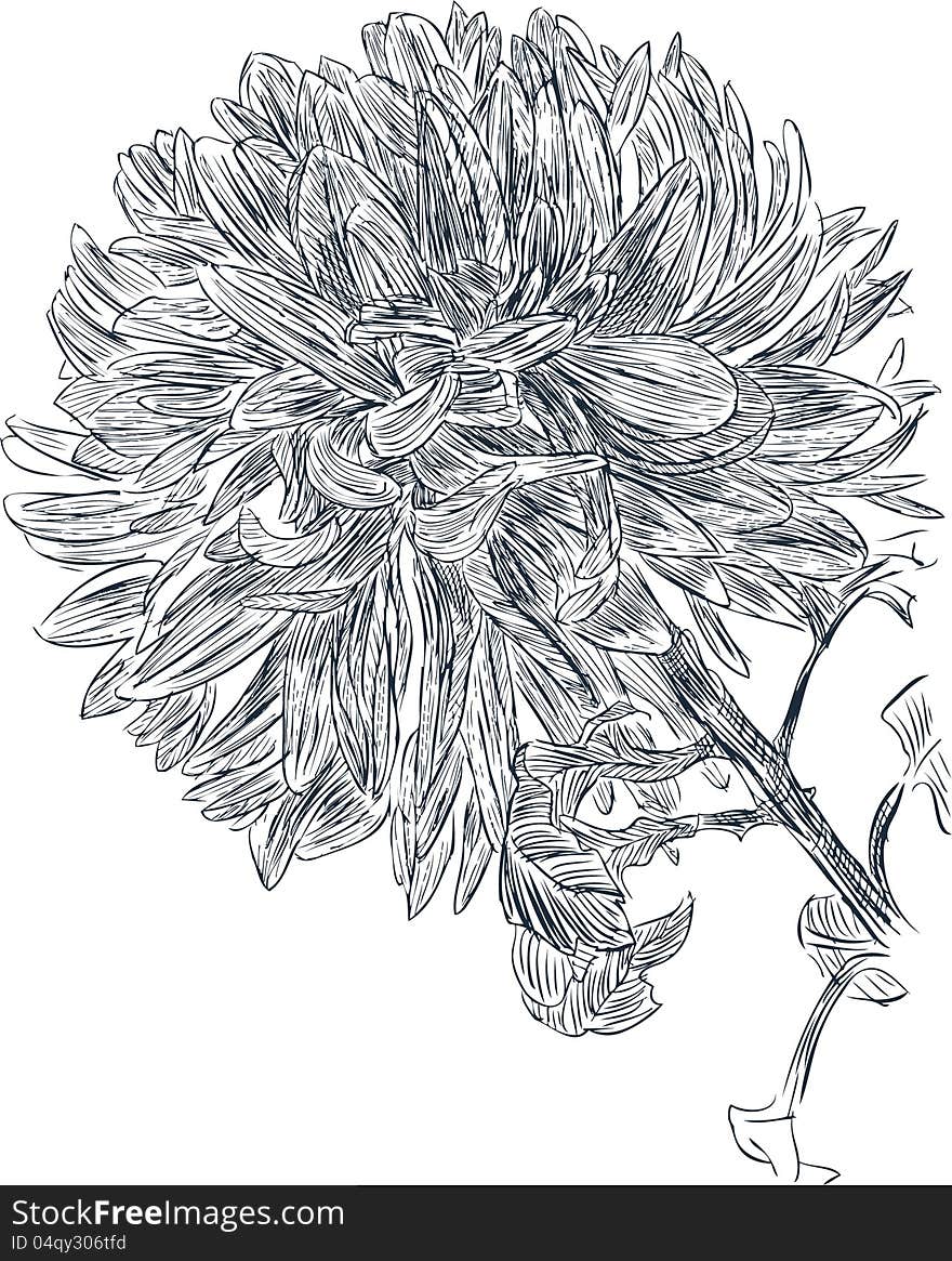 Chrysanthemum