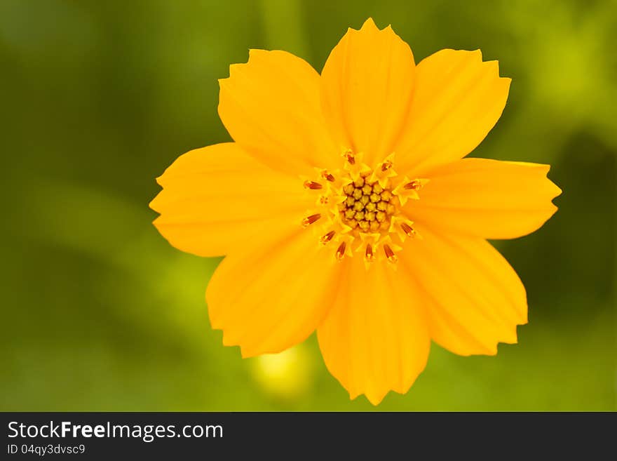 A yellow cosmos flower on green background. A yellow cosmos flower on green background