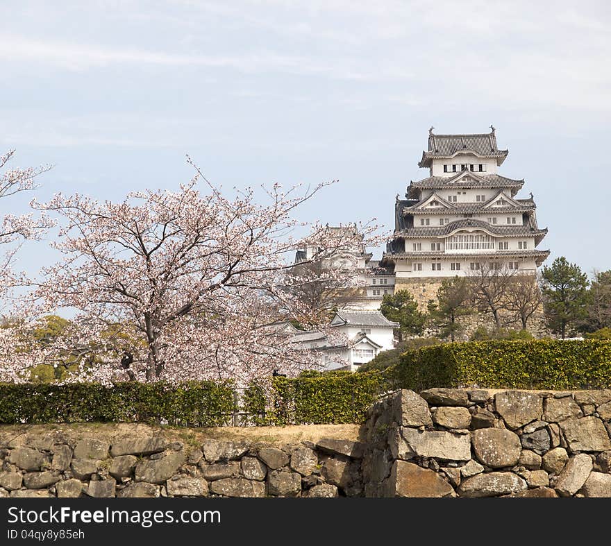 Main tower of Himeji Castle in cherry blossom season