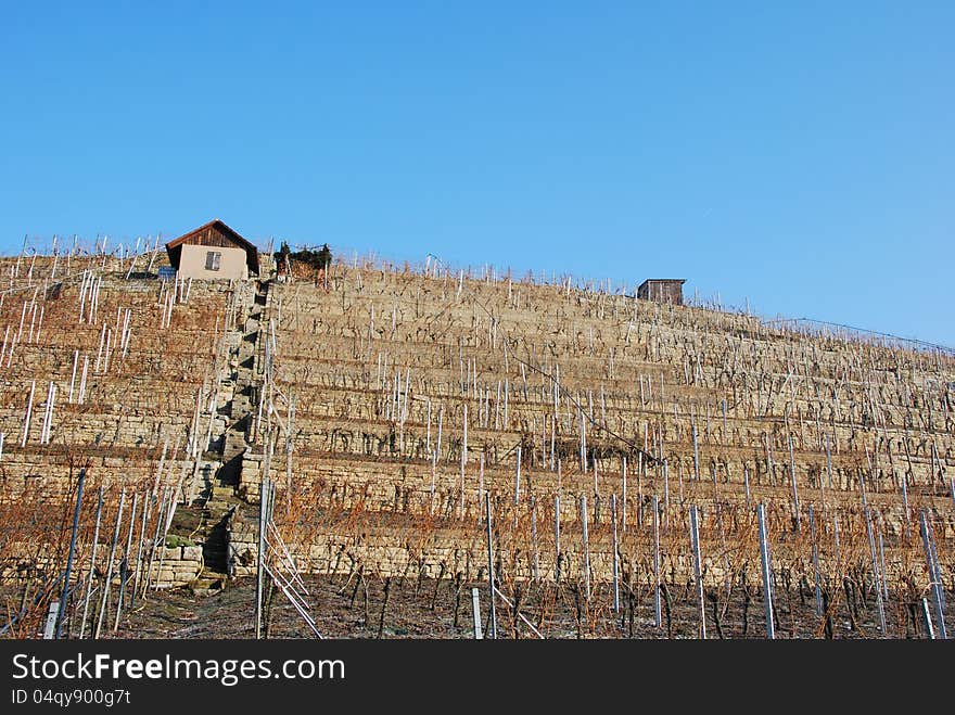 Vineyard in the winter