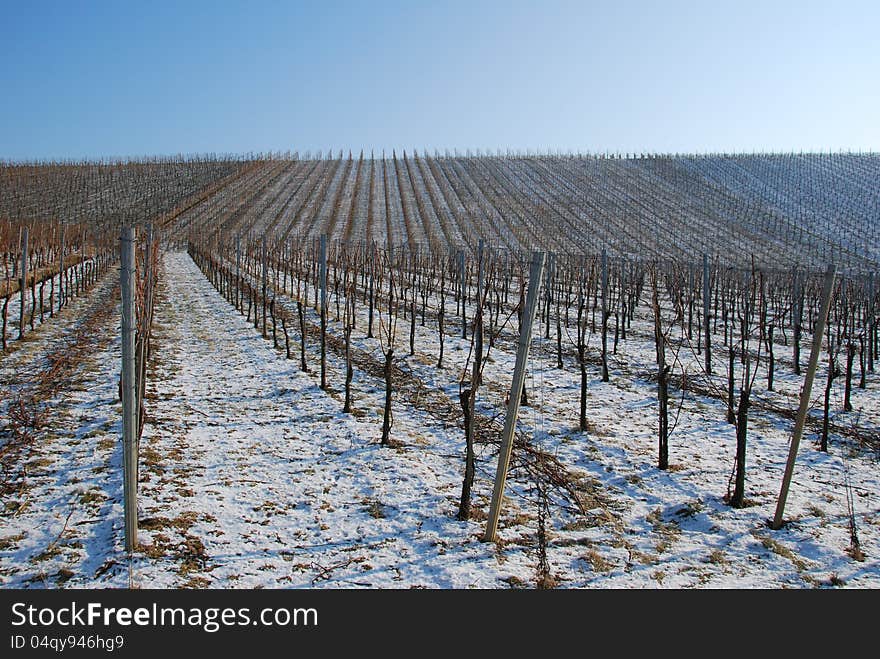 Landscape Vineyard In The Winter