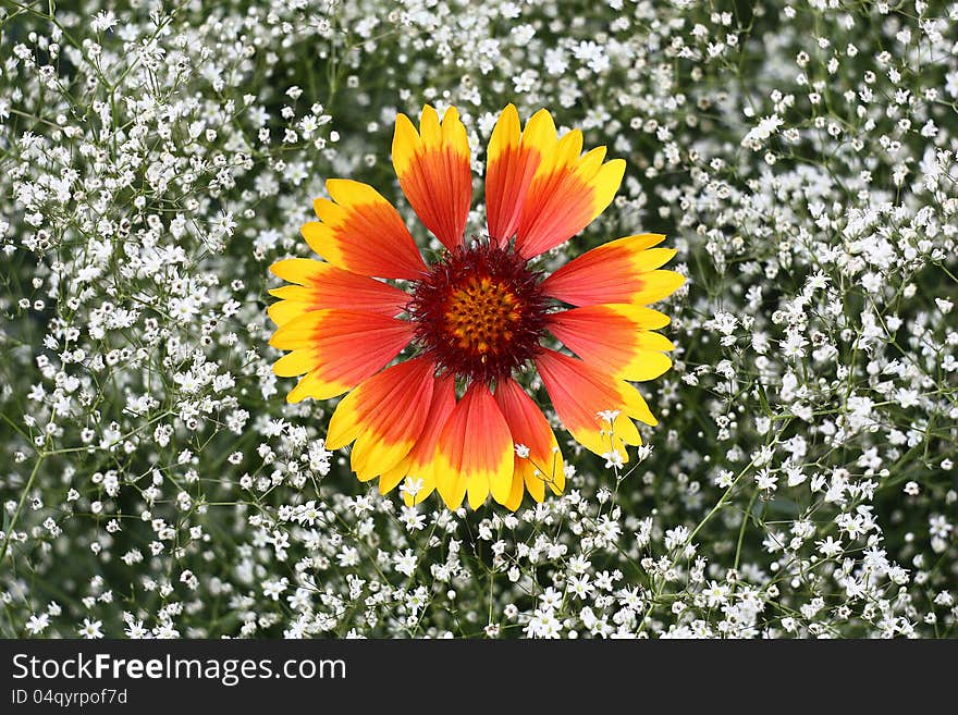 Together blossom gypsophila and gaillardia.Small white flowers gypsophila underline the big size and brightness of a flower gaillardia. Together blossom gypsophila and gaillardia.Small white flowers gypsophila underline the big size and brightness of a flower gaillardia.