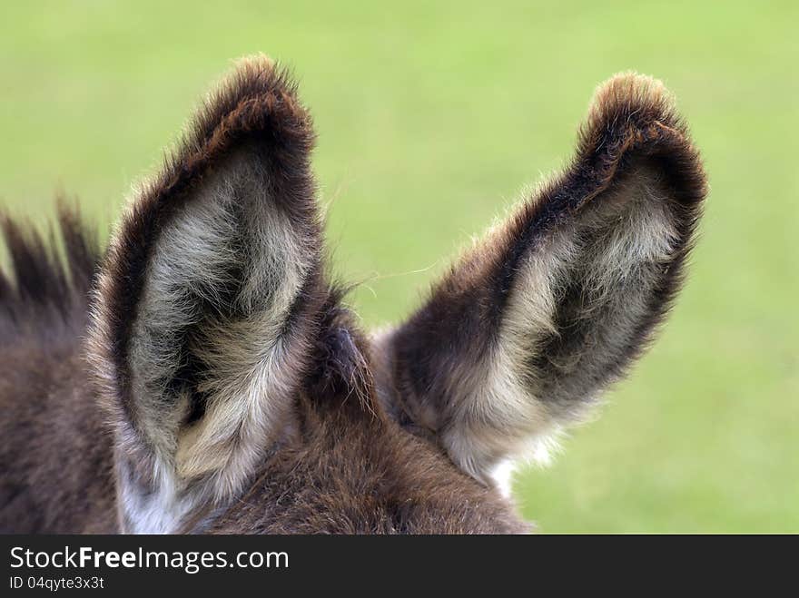 Ears of a donkey on the farm