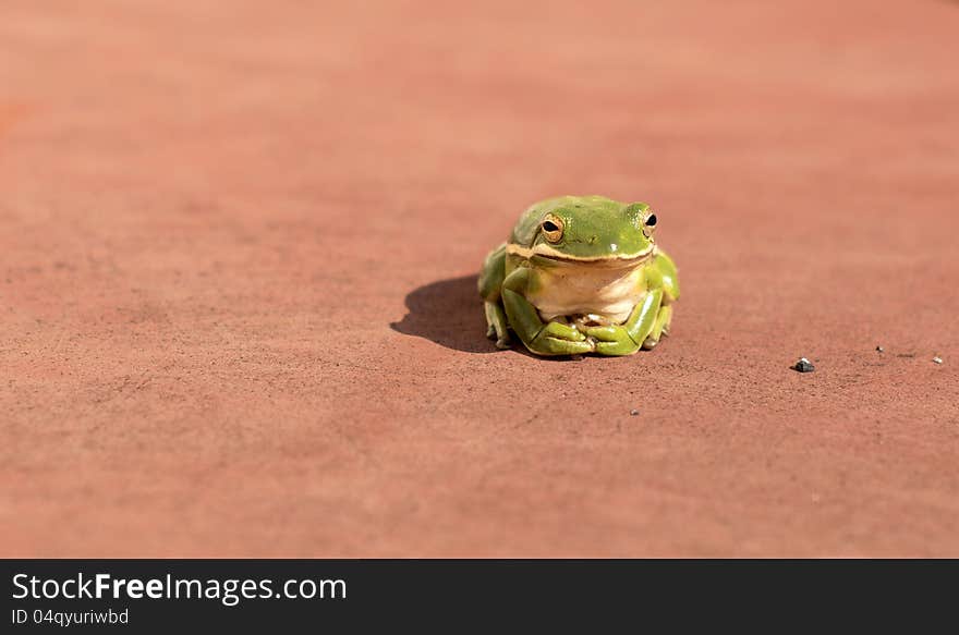 Tree frog