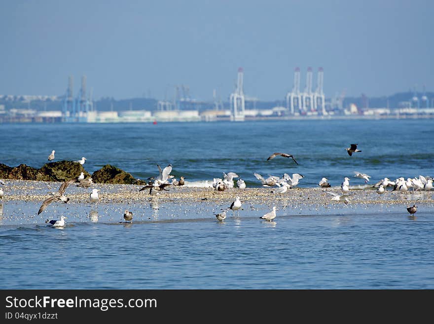 Group of seagulls with container port on the back