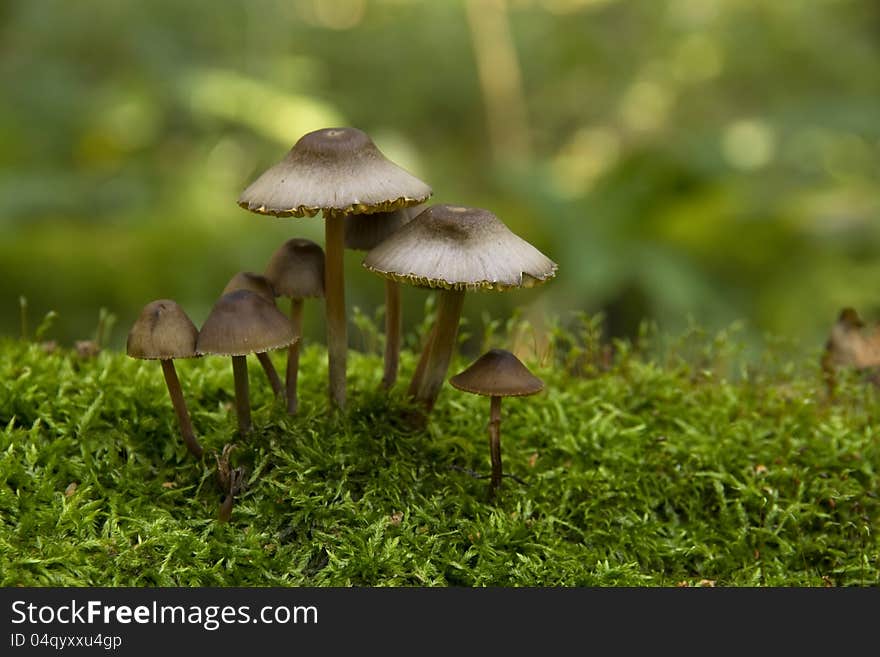 Mushrooms, growing on a tree trunk covered by moss in the autumn forest. Mushrooms, growing on a tree trunk covered by moss in the autumn forest