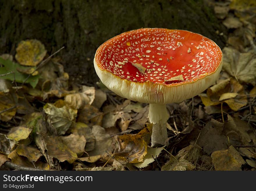 One big red fly agaric mushroom. One big red fly agaric mushroom