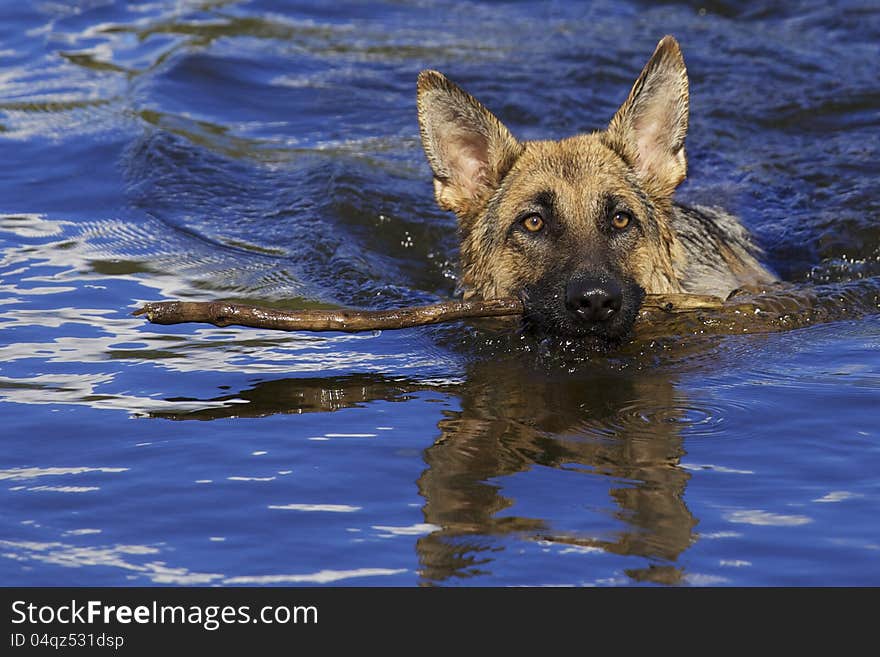 German Shepard swimming in a lake with a stick in his mouth . German Shepard swimming in a lake with a stick in his mouth