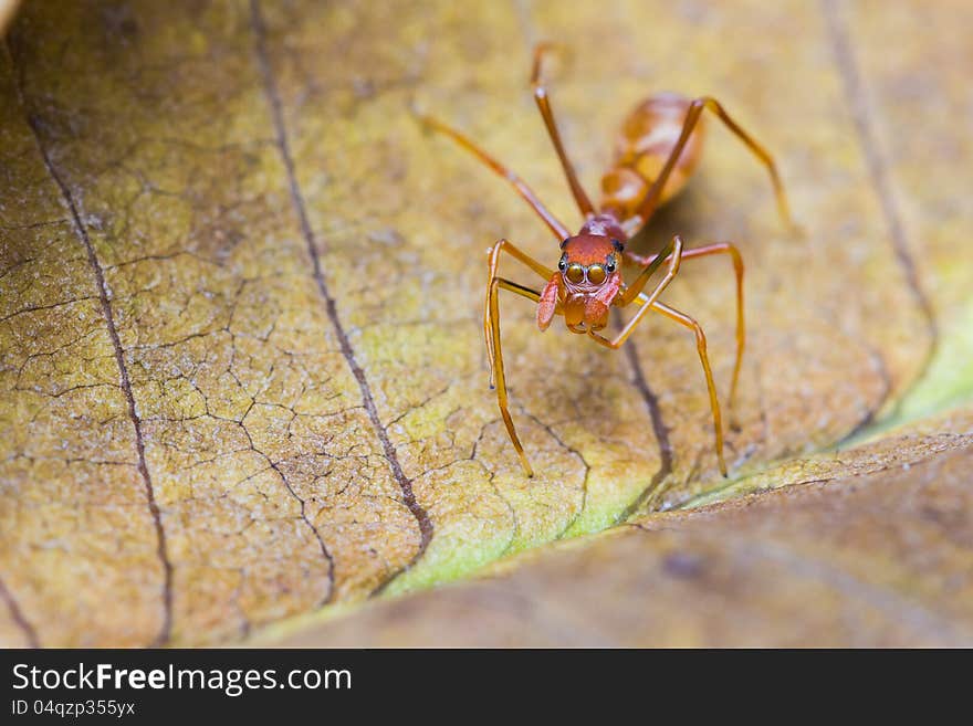 Myrmarachne plataleoides jumping spider