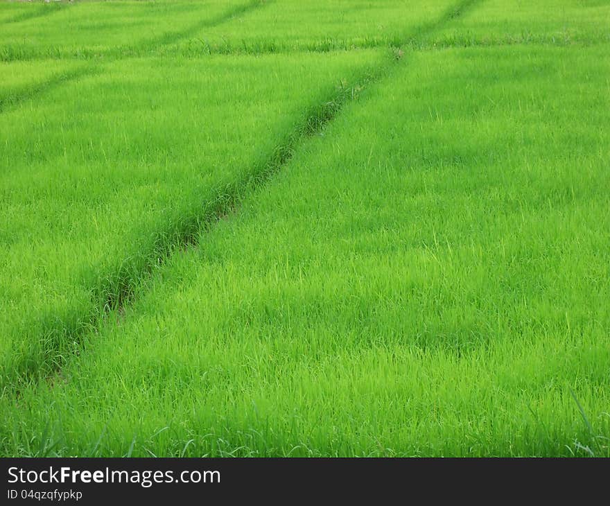 Rice field view in thailand. Rice field view in thailand