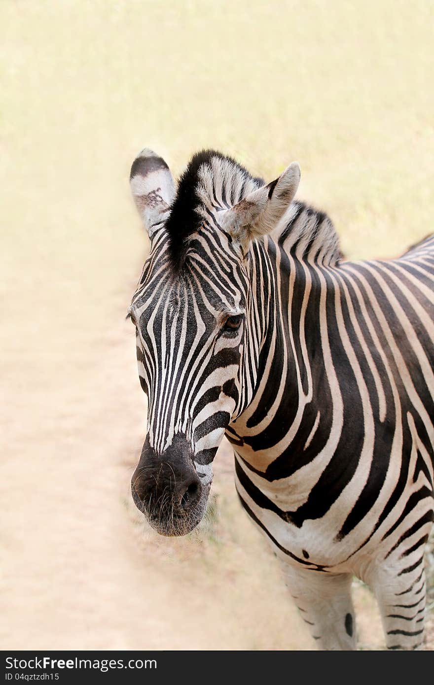 African wild animal zebra's face closeup showing distinctive stripes in black and white. This mammal is closely related to horse the stripe patterns are unique to each zebra. African wild animal zebra's face closeup showing distinctive stripes in black and white. This mammal is closely related to horse the stripe patterns are unique to each zebra