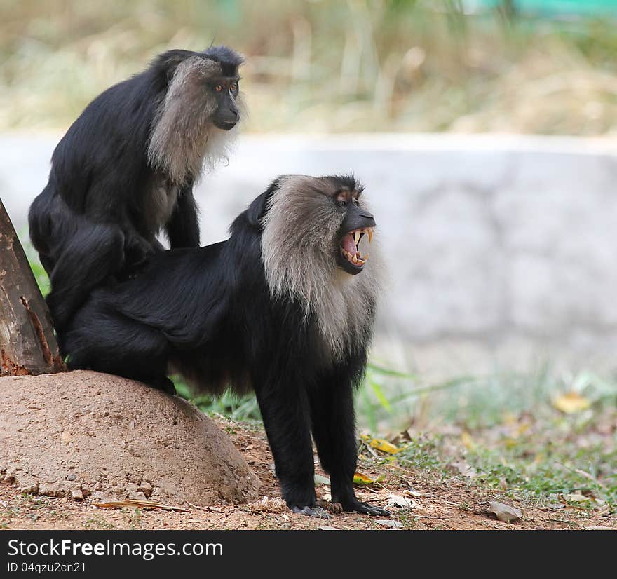 Threatened endemic indian ape- lion tailed macaque