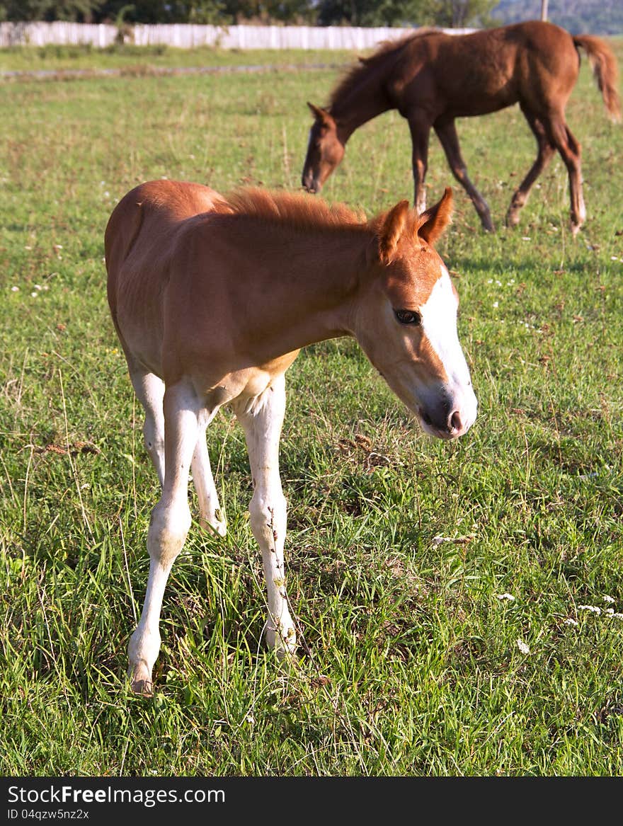 Foal with mare on summer field background