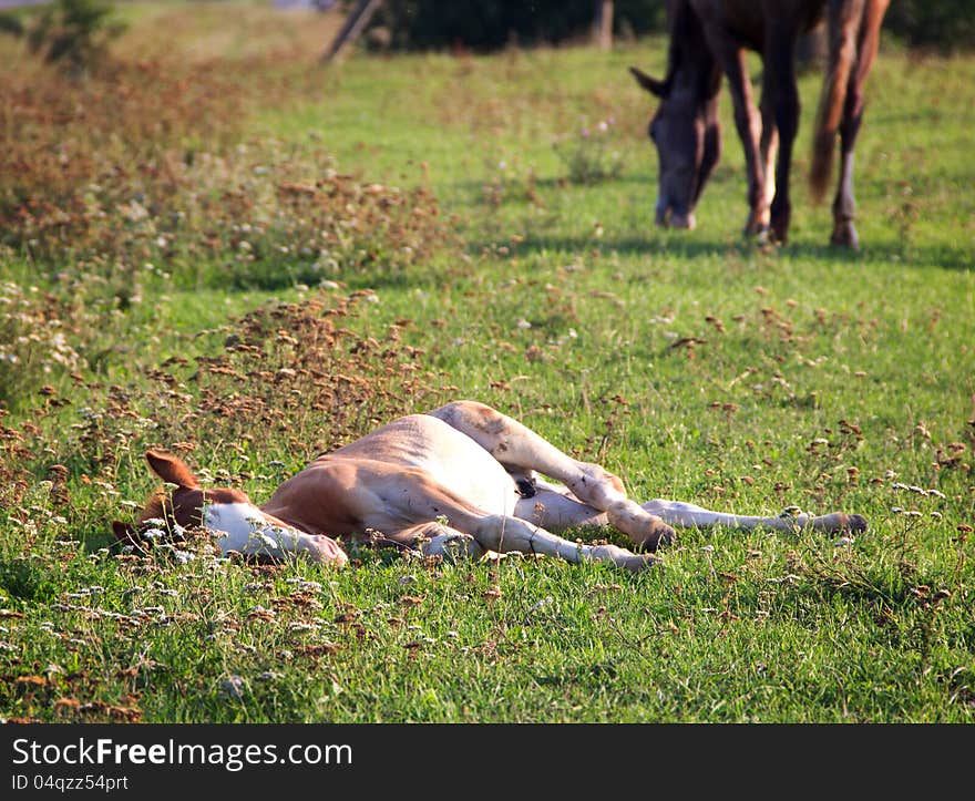 Foal lying on summer pasture. Foal lying on summer pasture