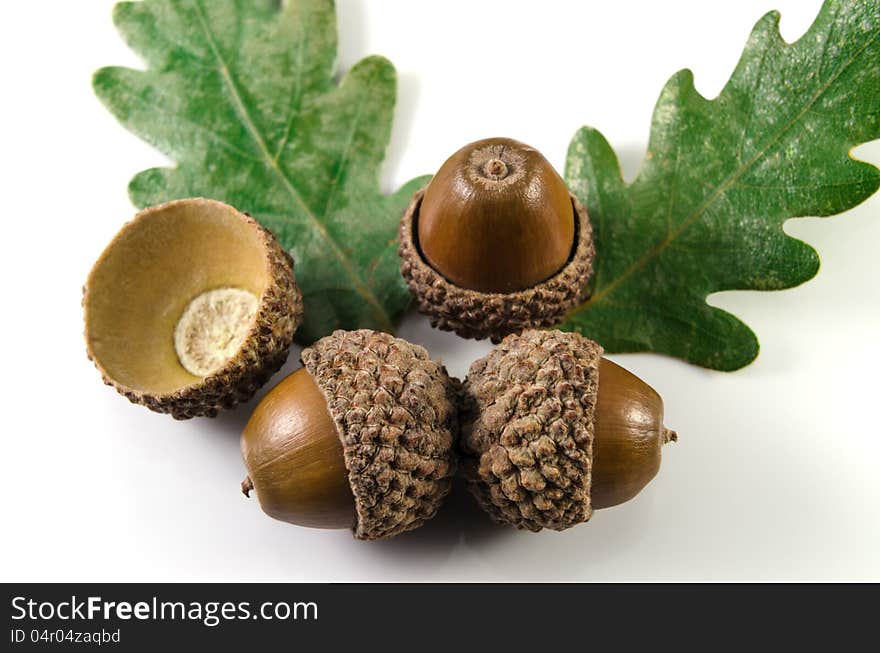 Acorn