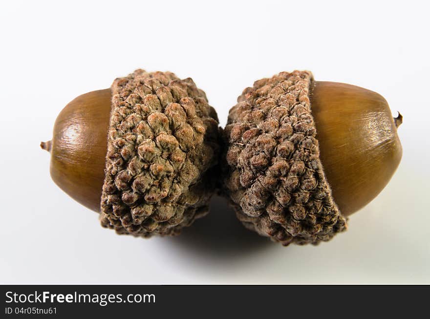 Acorn