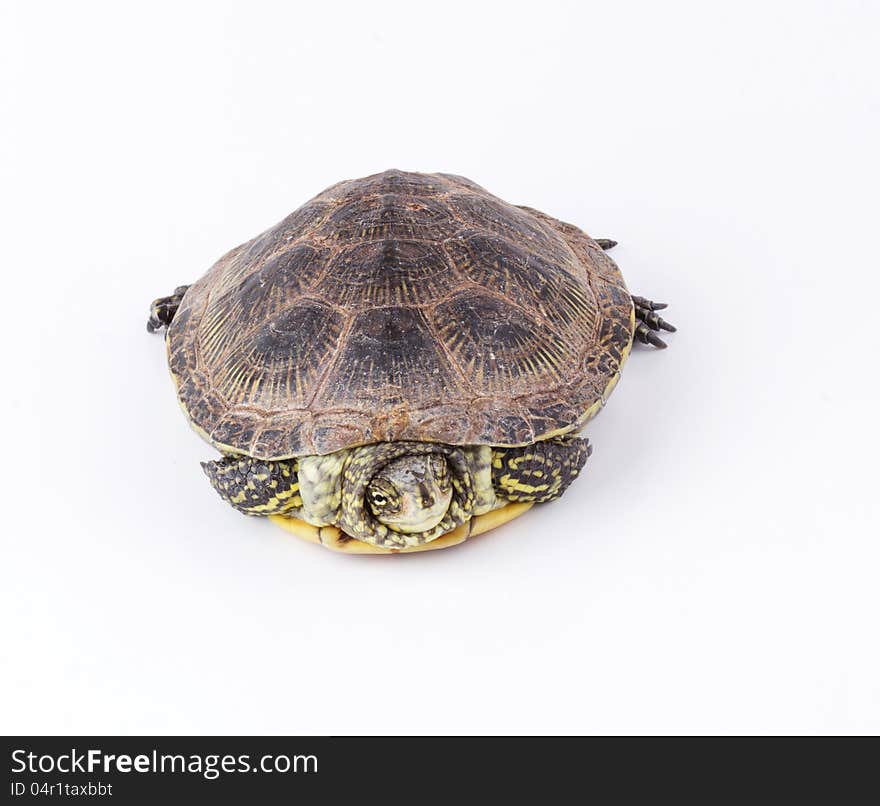 Turtle hiding in shell isolated on white background. Turtle hiding in shell isolated on white background