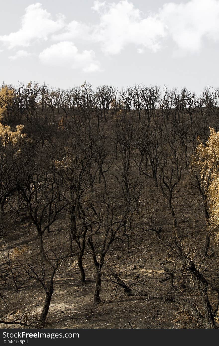 Desolate view of the remains of a forest after a fire. Desolate view of the remains of a forest after a fire.