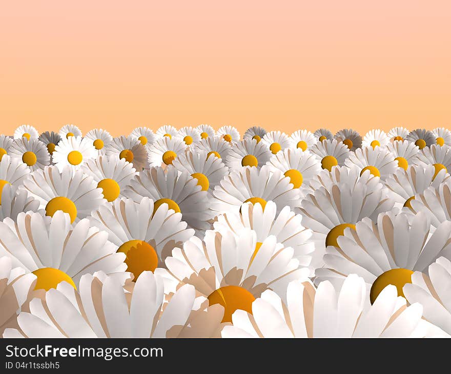 Field of daisies in pink