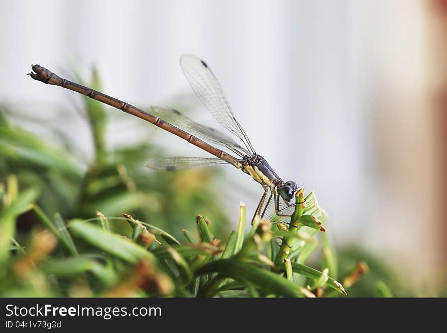 Damsel Dragonfly