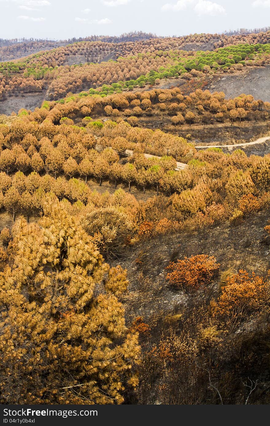 Desolate view of the remains of a forest after a fire. Desolate view of the remains of a forest after a fire.