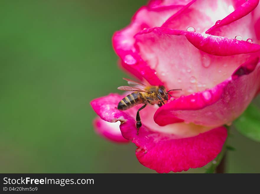 Bee gathering pollen on red rose. Bee gathering pollen on red rose