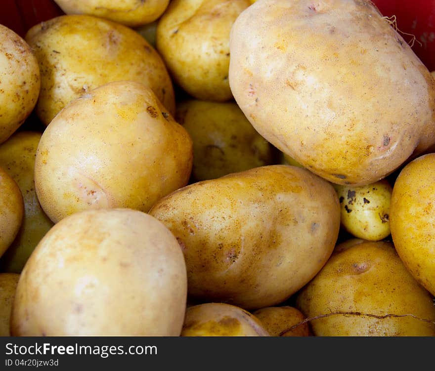 Larges golden yellow potatoes at farmers market. Larges golden yellow potatoes at farmers market.