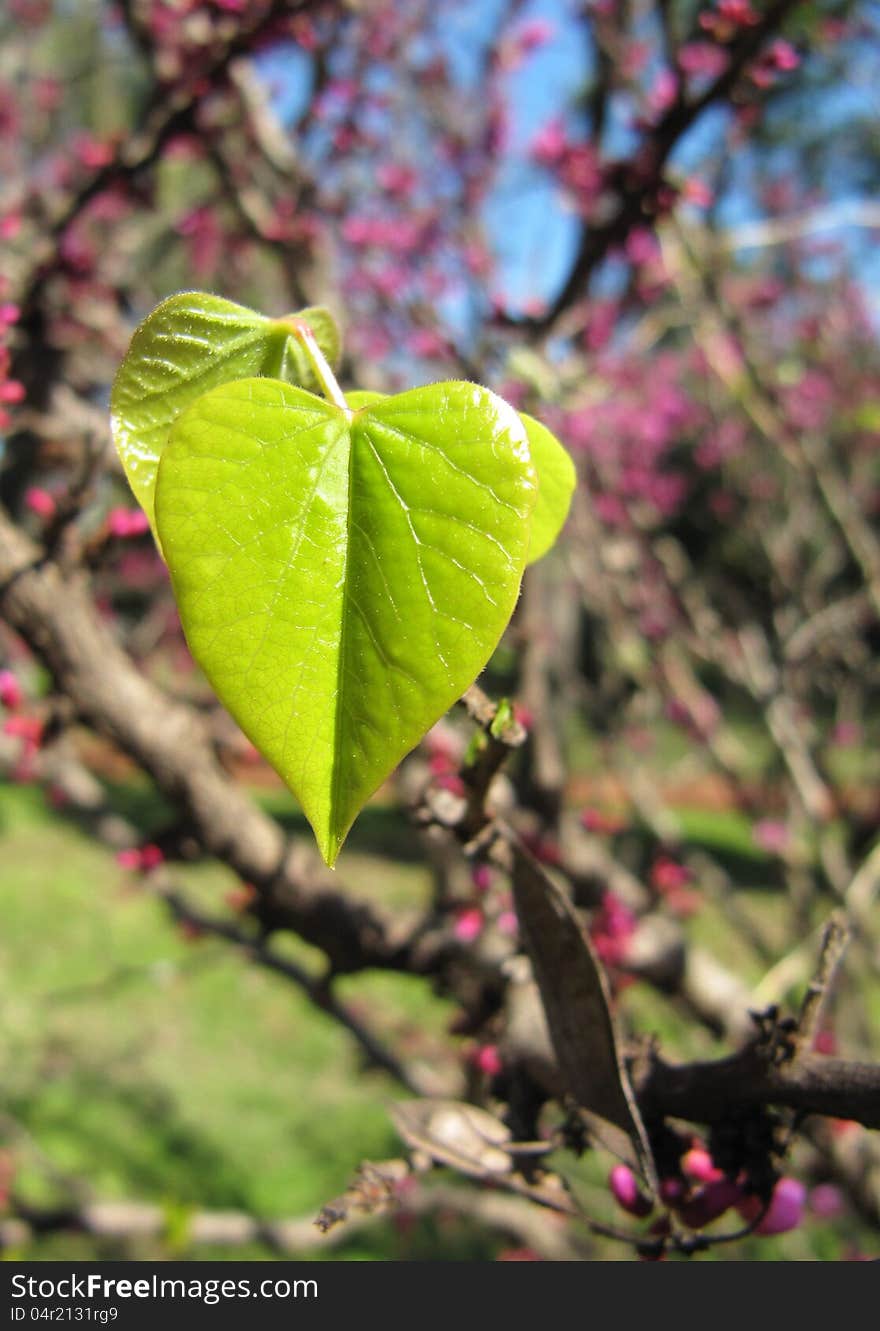 Young Green Leaves Of A Lilac In The Form Of Heart