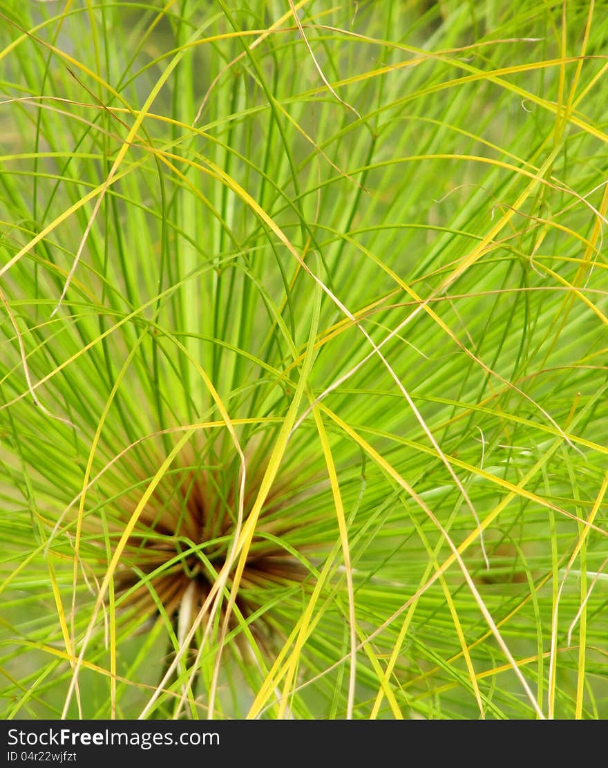 Plant Papyrus Close Up