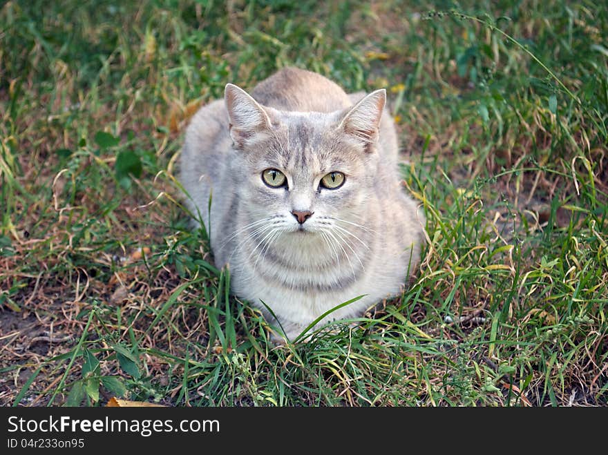 gray cat on the autumn grass