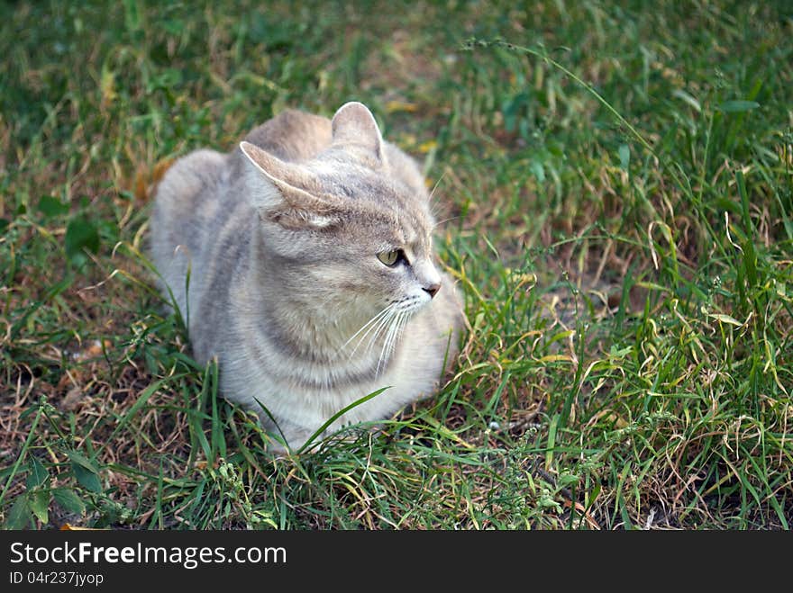 Gray Cat On The Autumn Grass