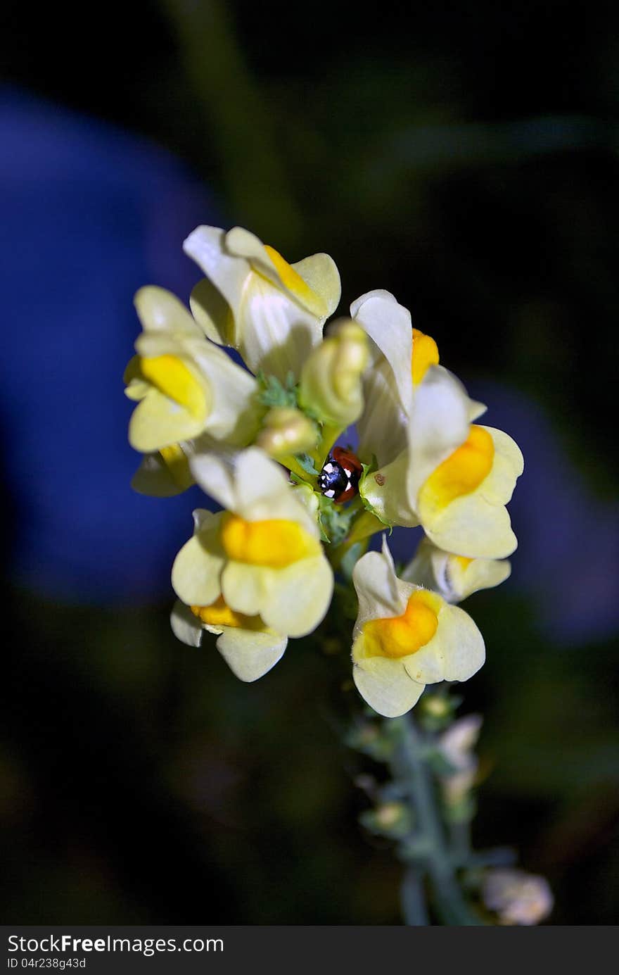 Ladybug in a flower