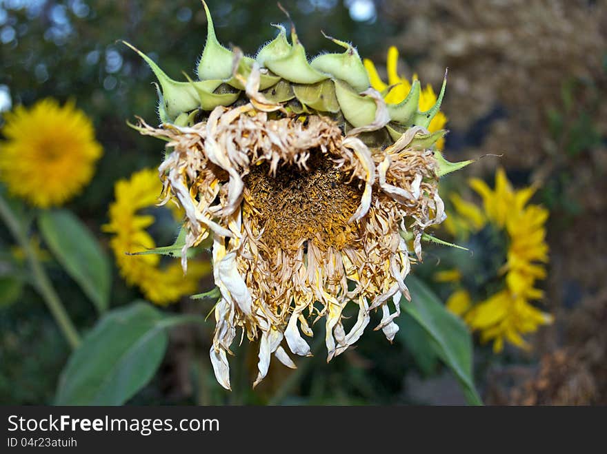 Lone sunflower dry early autumn. Lone sunflower dry early autumn