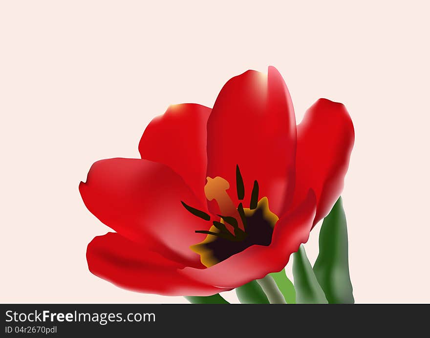 The red tulip on the rose background. The red tulip on the rose background