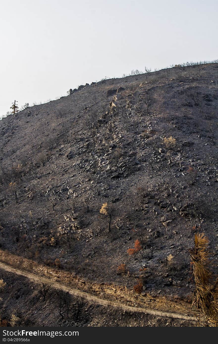 Desolate view of the remains of a forest after a fire. Desolate view of the remains of a forest after a fire.