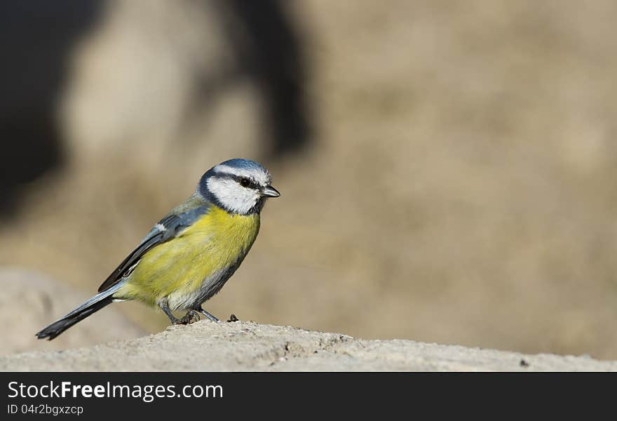 Blue tit is perchingon a piece of rock